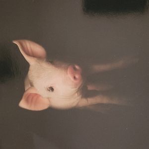 Lot of 2 Pig Piglet Promotional Photos Pictures 12" x 12"